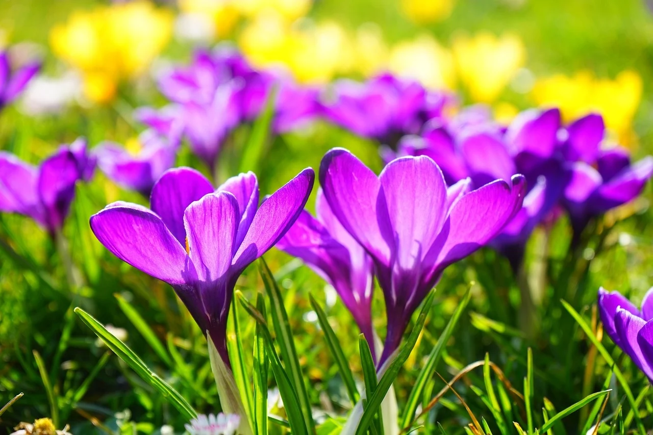 tuinonderhoud-in-het-voorjaar